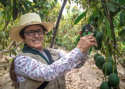 Productores agrarios del sur concretan negocios por S/ 2.3 millones en Macro Rueda de Negocios Virtual que organizó el Ministerio de Agricultura.