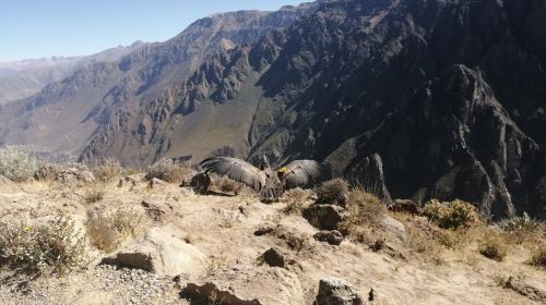 Wayra es el cóndor andino que en el año 2018 chocó contra unos cables de alta tensión en el Valle del Colca, provincia de Caylloma lo que provocó que una de sus alas se dañe. Fue rescatado y llevado a Arequipa, donde los médicos veterinarios realizaron la primera operación en el país a esta especie.ANDINA/Difusión