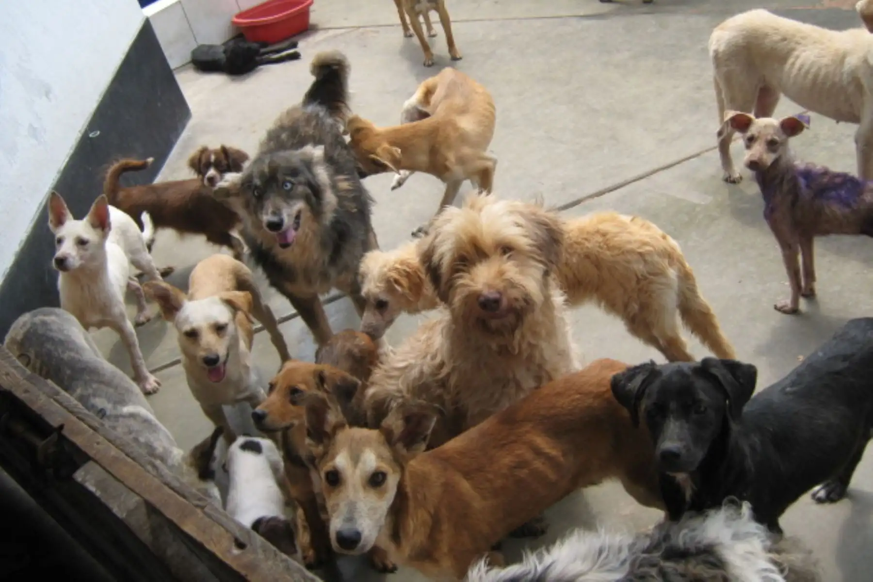 La campaña “Por amor a las mascotas” busca sensibilizar a las personas sobre la situación que atraviesan los más de 70 albergues que existen en Lima y la necesidad de alimentos, medicina y espacio que tienen que atender para darle cobijo a los amigos de cuatro patas. ANDINA/Difusión