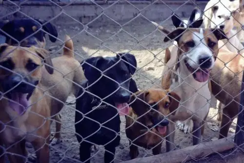De acuerdo a la ley de Priorización de Esterilización de Perros y Gatos, las operaciones también irán acompañadas de actividades de adopción y tenencia responsable de animales. ANDINA/ Minsa.