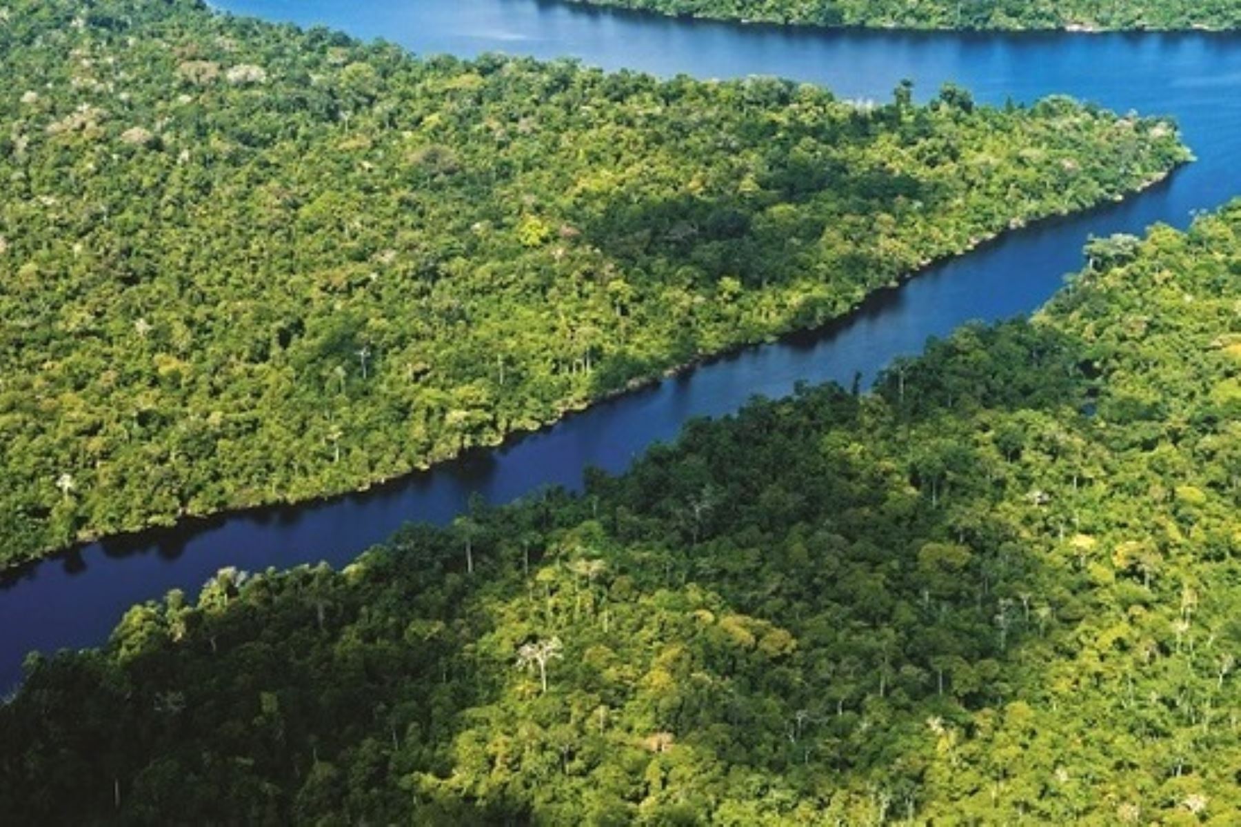 Sector Ambiente es el primero de la administración pública en medir su huella de carbono. Selva amazónica. Foto: ANDINA/Difusión.