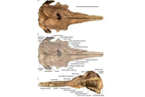 Nueva especie de fósil de delfín lleva nombre de geólogo del Ingemmet César Chacaltana. Foto: Ingemmet
