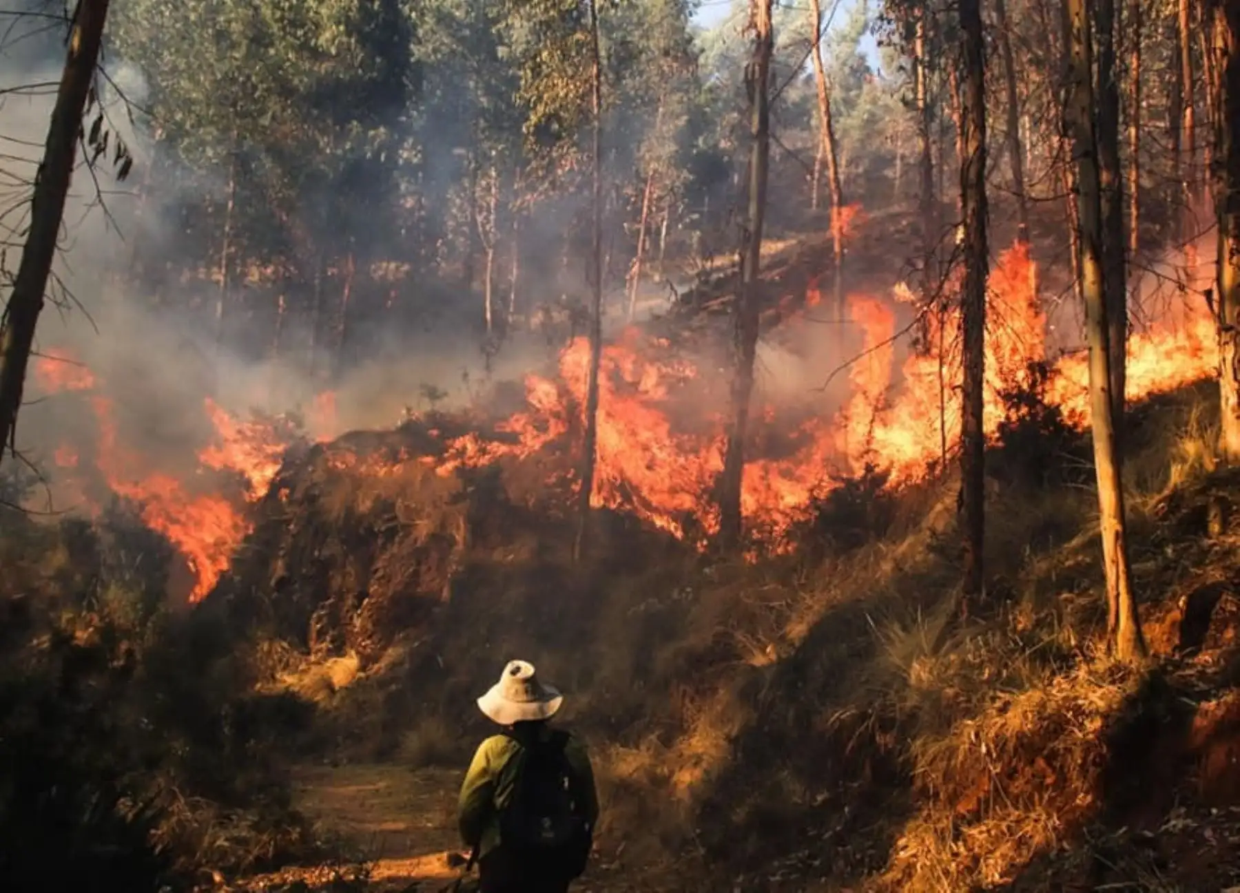 Incendio forestal en distrito de Ocongate, en Cusco, causó hasta el momento 8 muertos y 35 heridos y arrasó con 500,000 árboles de pino.Foto: ANDINA/Difusión