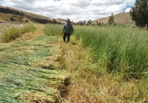 Campaña de siembra de pastos y forrajes 2020-2021 beneficiará a más de 10,000 familias ganaderas de Cajamarca. ANDINA/Difusión