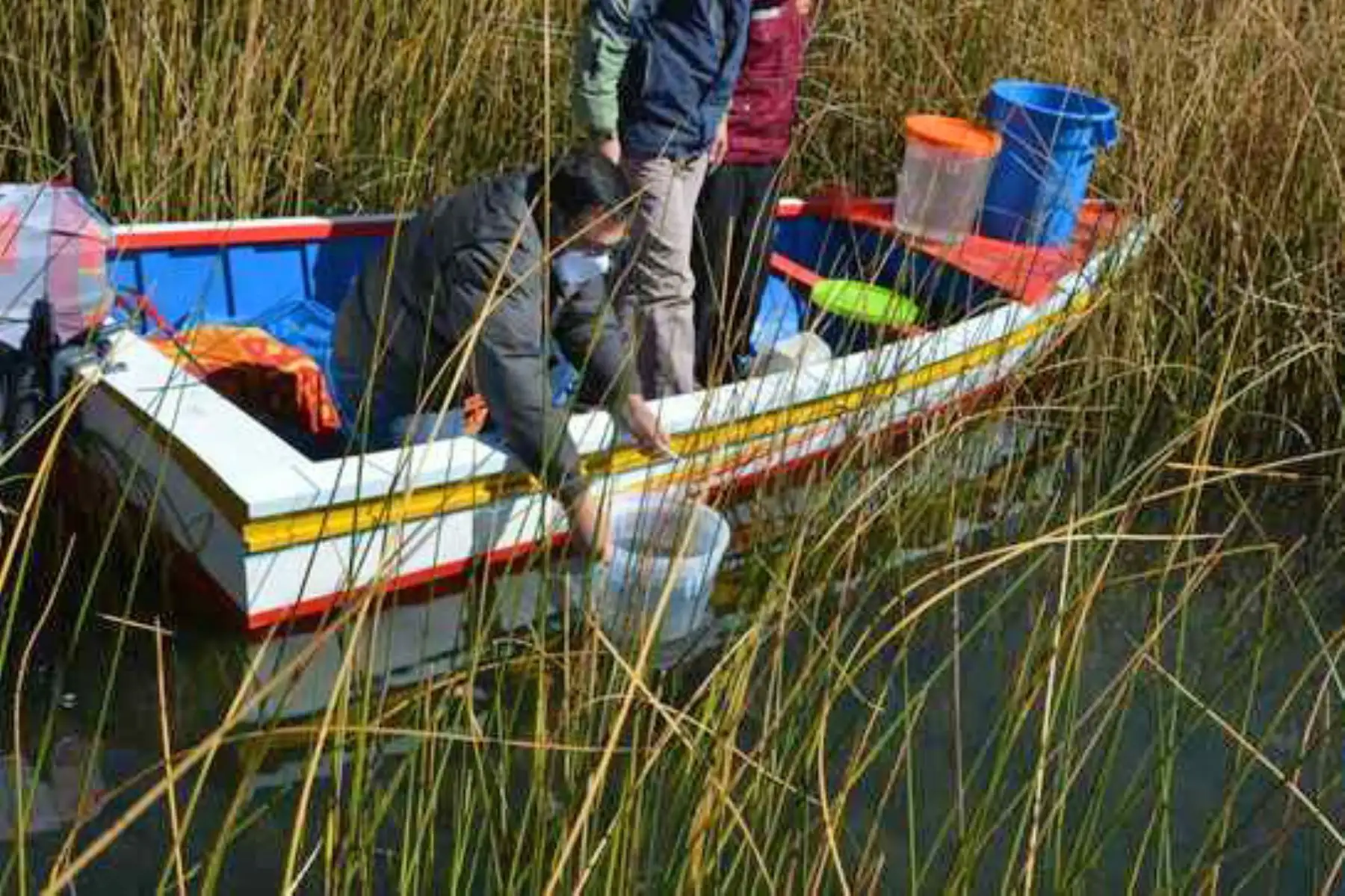 El Proyecto Especial Binacional Lago Titicaca siembra alevines de mauri en las islas de Ccana y Suana. Foto: ANDINA/Difusión