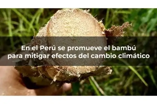 El bambú es un recurso presente en las regiones tropicales y subtropicales del mundo. Foto: ANDINA/Difusión