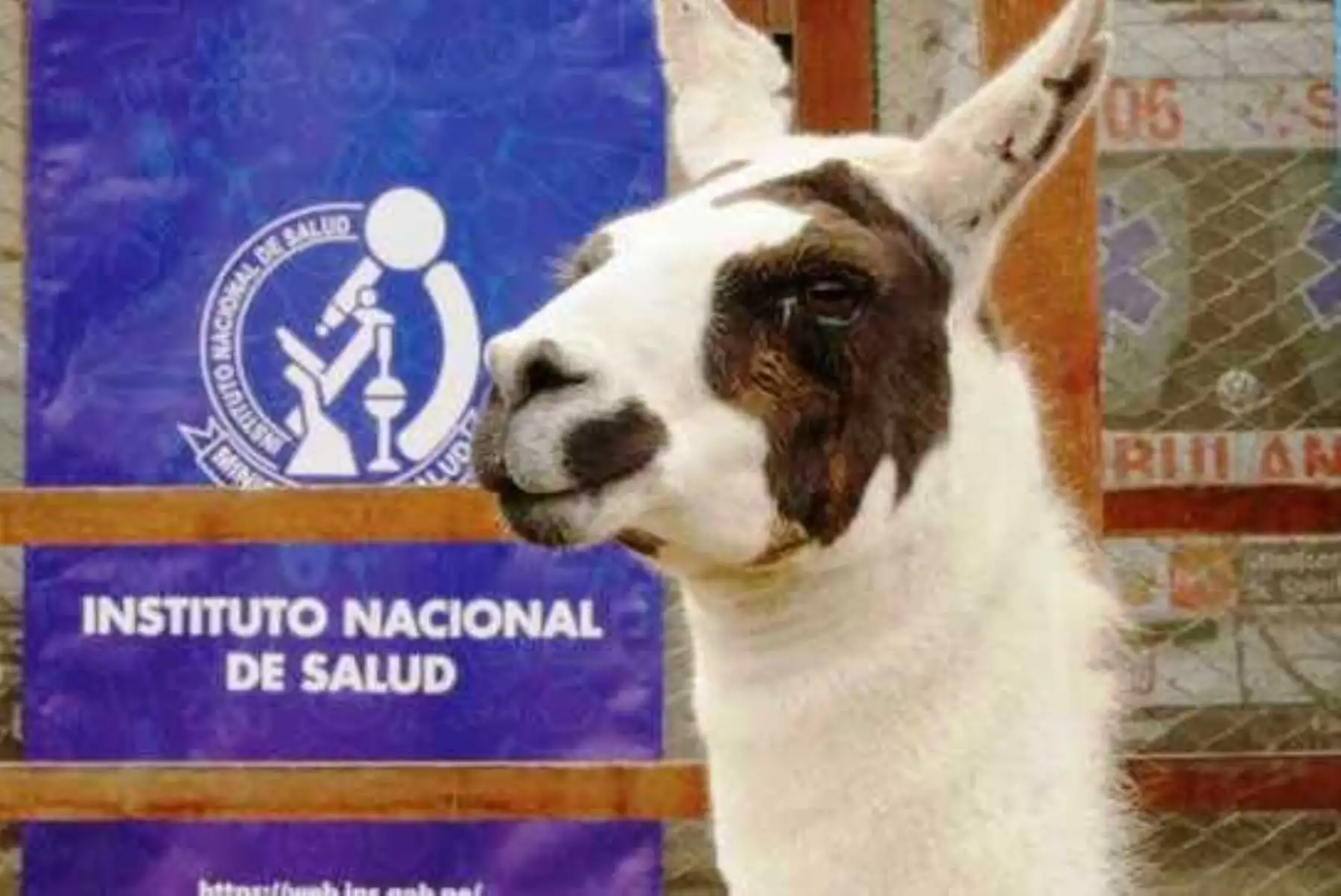 INS desarrolla tratamiento contra el covid-19 con nanoanticuerpos de una llama peruana. Foto: ANDINA/Difusión.