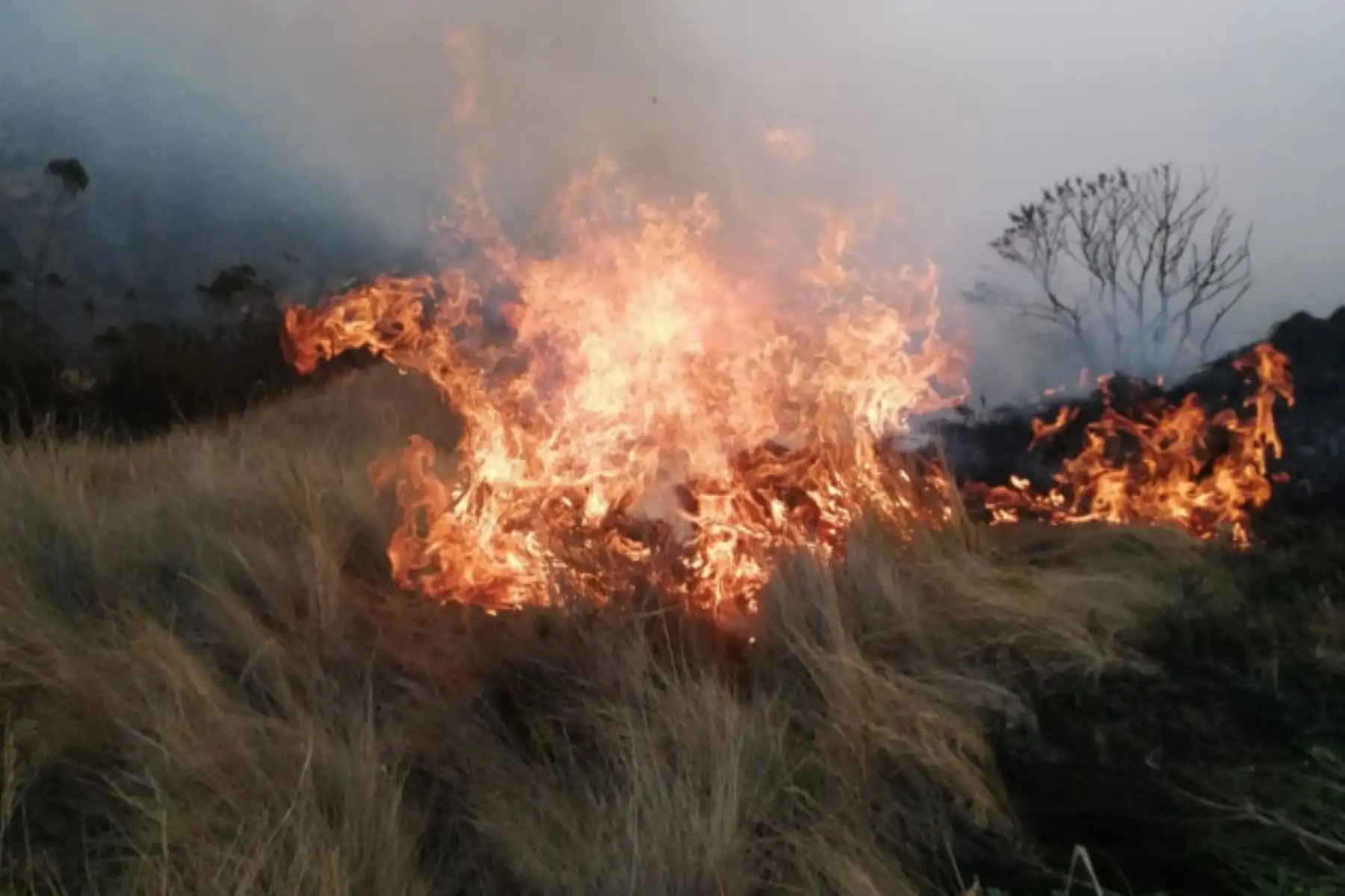 Incendio forestal en distrito de Ocongate, en Cusco, deja 8 muertos y 35 heridos, informó la Policía Nacional. ANDINA/Difusión