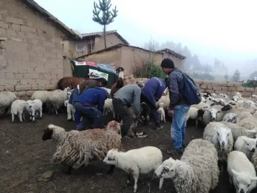 Más de 41,000 cabezas de ganado son protegidos mediante la aplicación de 410 kits veterinarios en la provincia de Chumbivilcas, beneficiando a 820 familias productoras, gracias a la intervención de Agro Rural, unidad ejecutora del Ministerio de Agricultura y Riego (Minagri), como parte de las actividades preventivas ante las bajas temperaturas. Foto: Agro Rural