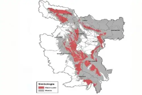 El cultivo del cacao tiene una gran relevancia económica, social y ambiental para la región San Martín, constituyéndose en una especie primordial del sistema agroforestal.