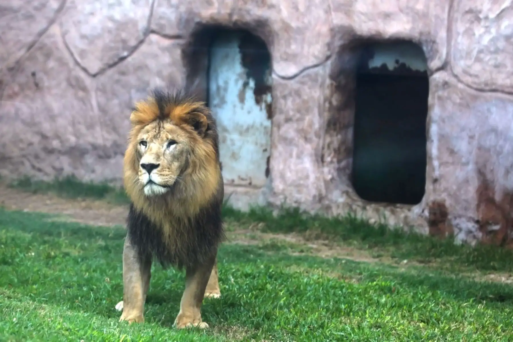 Día del León: conoce a sultán, el rey del Parque de las Leyendas. Foto: ANDINA/Difusión.