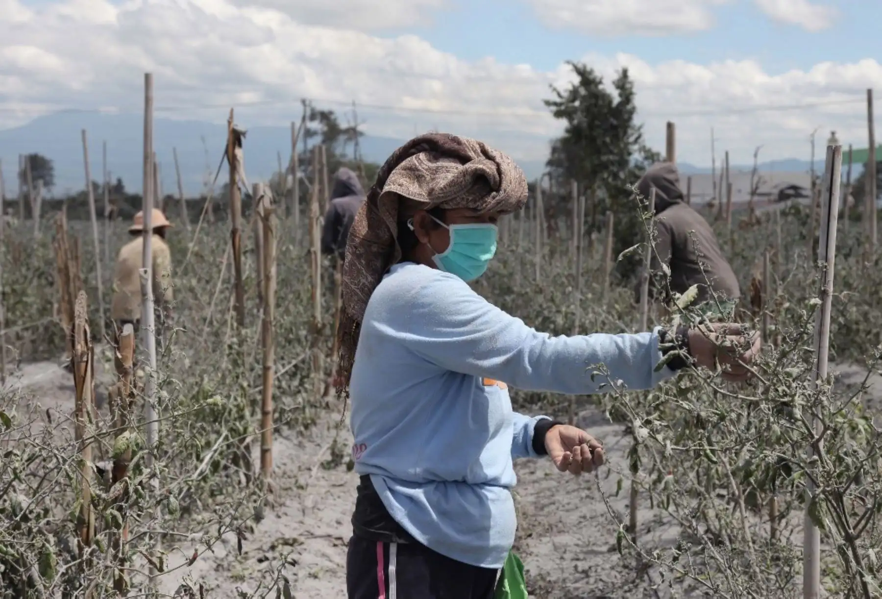 Los agricultores trabajan en su granja cubierta de ceniza después de una erupción en el monte Sinabung en la aldea de Sukatepu en Karo, en el norte de Sumatra. Foto: AFP