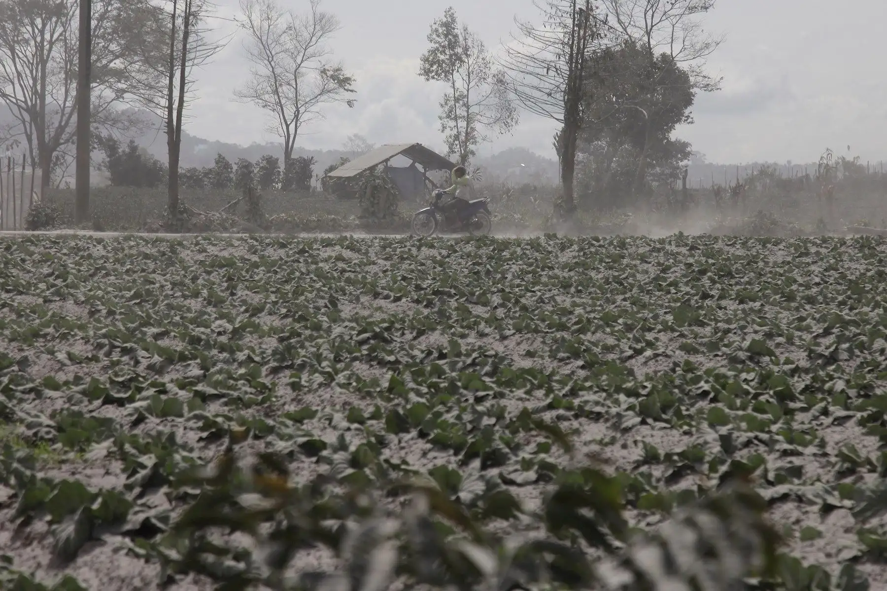 El volcán Sinabung arroja ceniza durante su segunda erupción hacia el anochecer, visto desde el distrito de Karo, en el norte de Sumatra, Indonesia. Foto: EFE