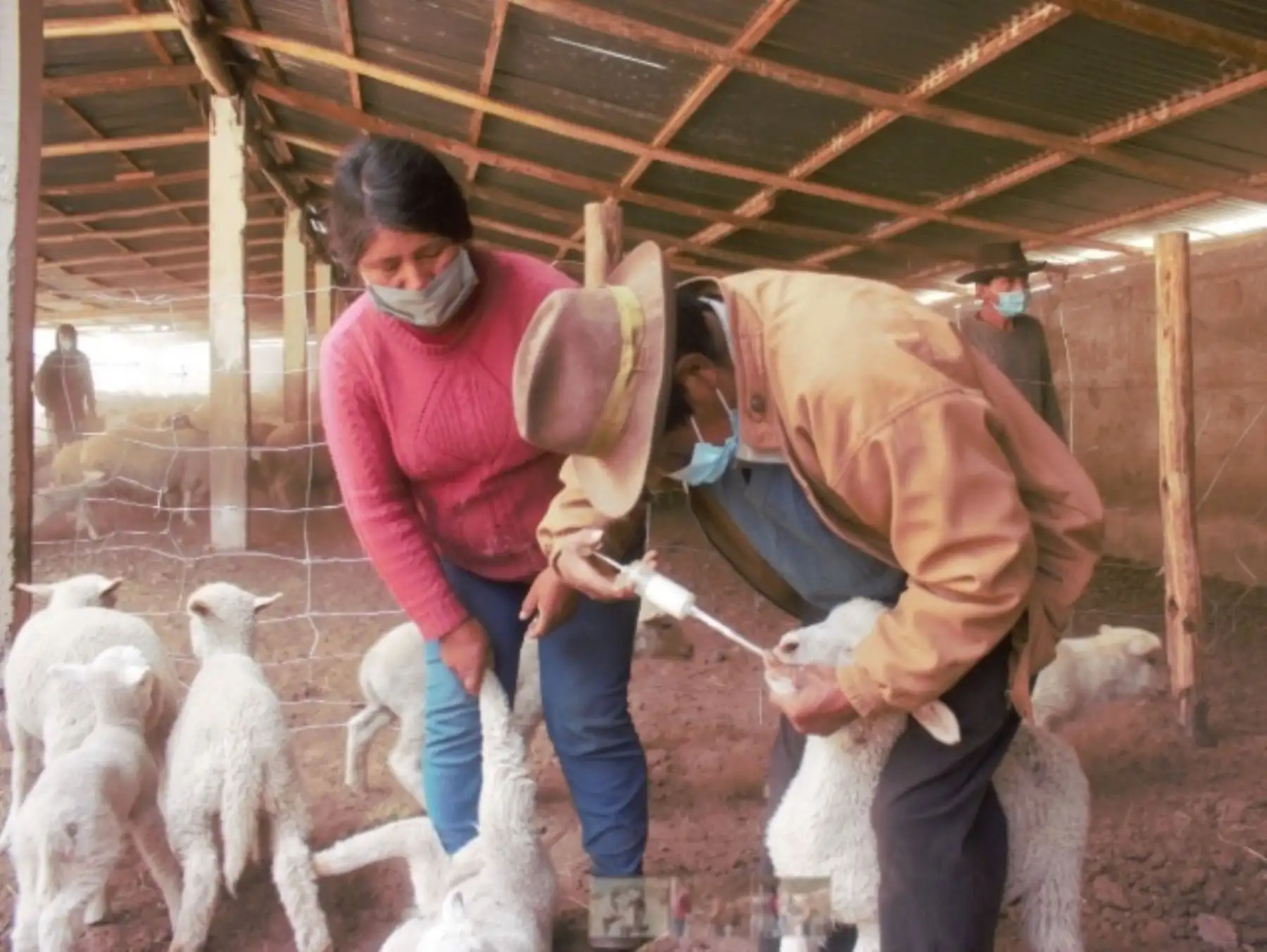 El Ministerio de Agricultura y Riego (Minagri), a través de Agro Rural, fue autorizado por el Sistema Nacional de Evaluación, Acreditación y Certificación de la Calidad Educativa (Sineace) como entidad certificadora en la competencia de “Extensionista rural en el ganadería de ovinos” para los próximos cinco años. Foto: Agro Rural