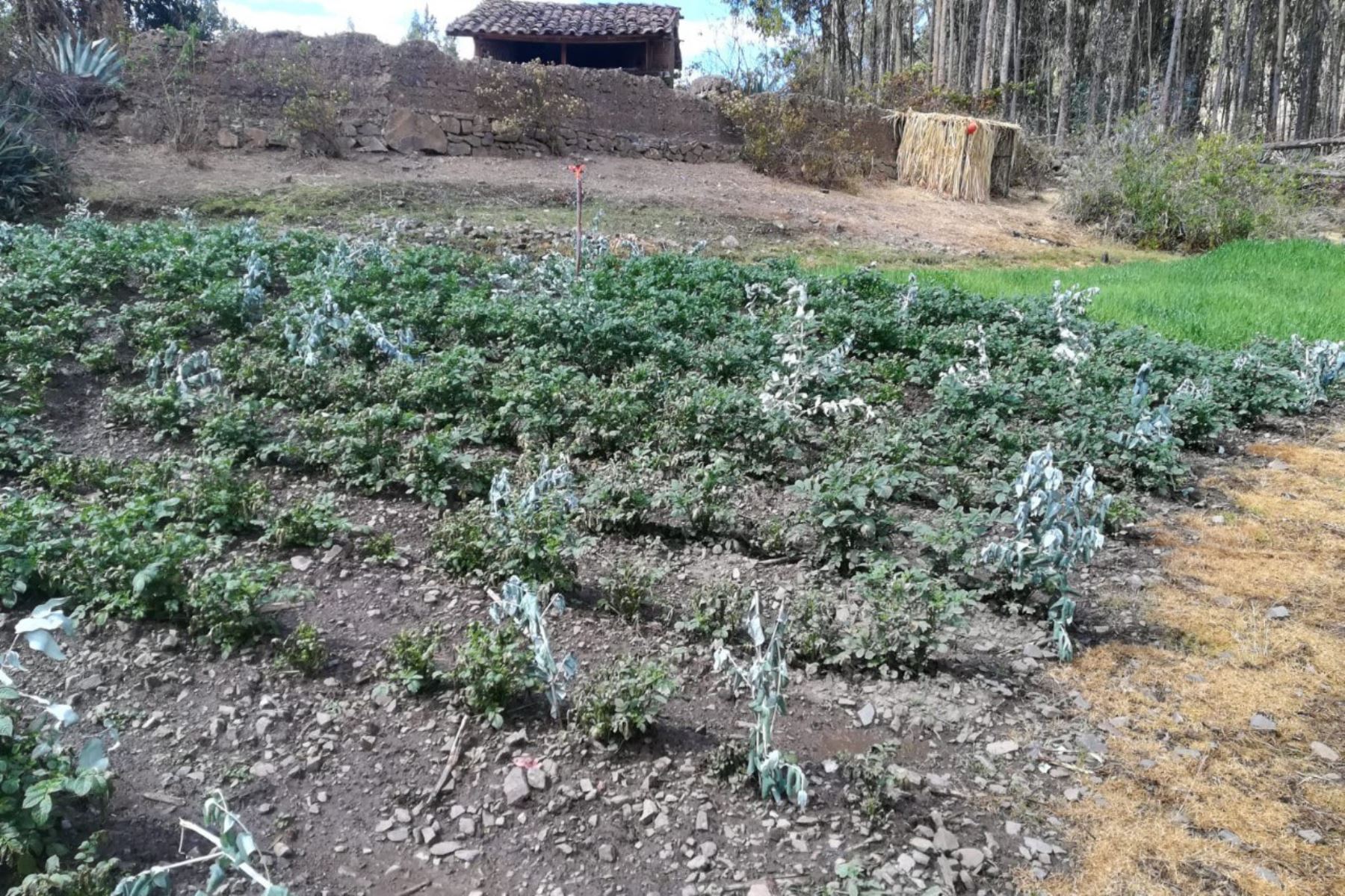 Cultivos afectados por las bajas temperaturas en la región Áncash.