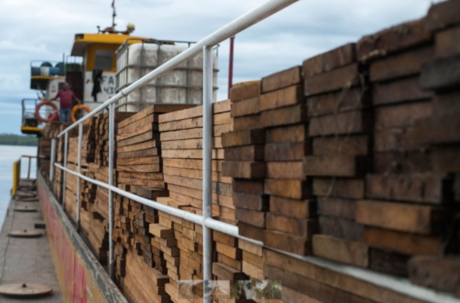 Serfor: nueva medida para exportar cedro exige declarar stock hasta el 28 de agosto. Foto: Serfor