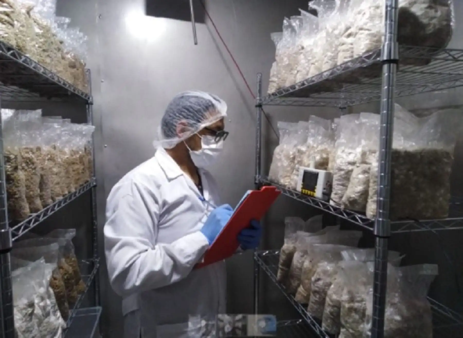 Una innovadora tecnología, a partir del uso de energía solar, permitirá la obtención de semillas de ostras y champiñones de alto valor nutricional, a bajo costo y en menor tiempo de producción. Foto: Innóvate Perú
