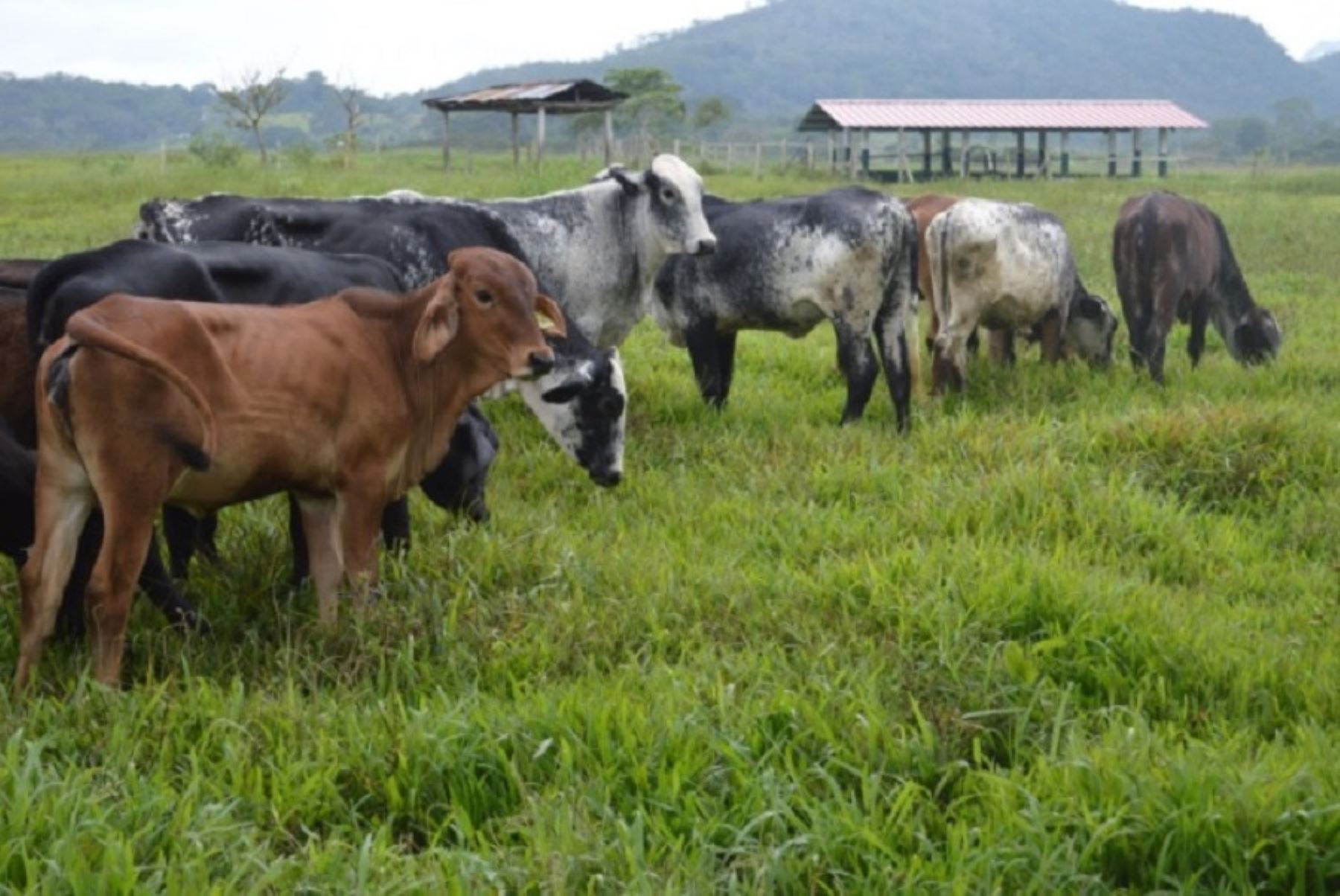 Minagri invierte más de S/ 5 millones para mejorar calidad genética de ganadería nacional. Foto: INIA/Minagri