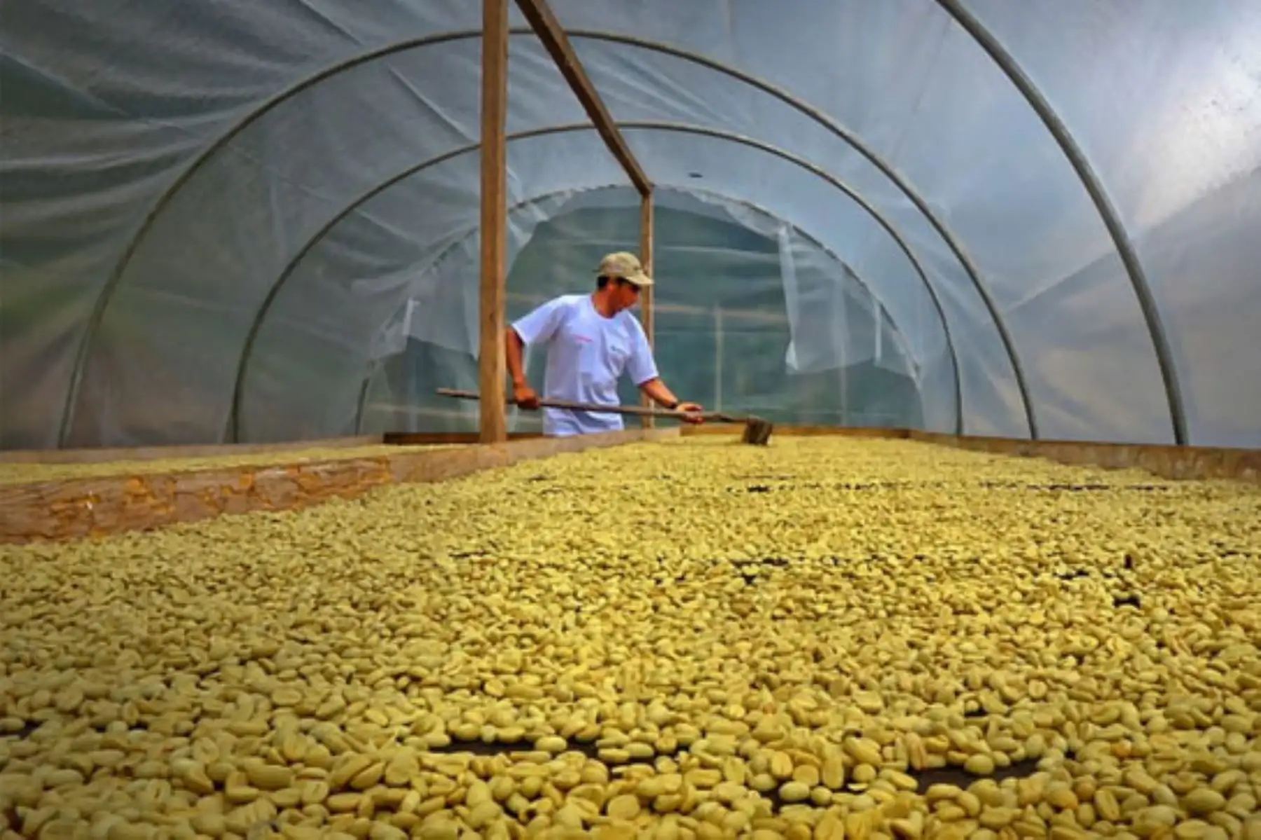 Estos módulos de secado solares ayudarán a mejorar los atributos y las características del café como la acidez, amargor, cuerpo, aroma, dulzor y sabor. Foto: ANDINA/Difusión
