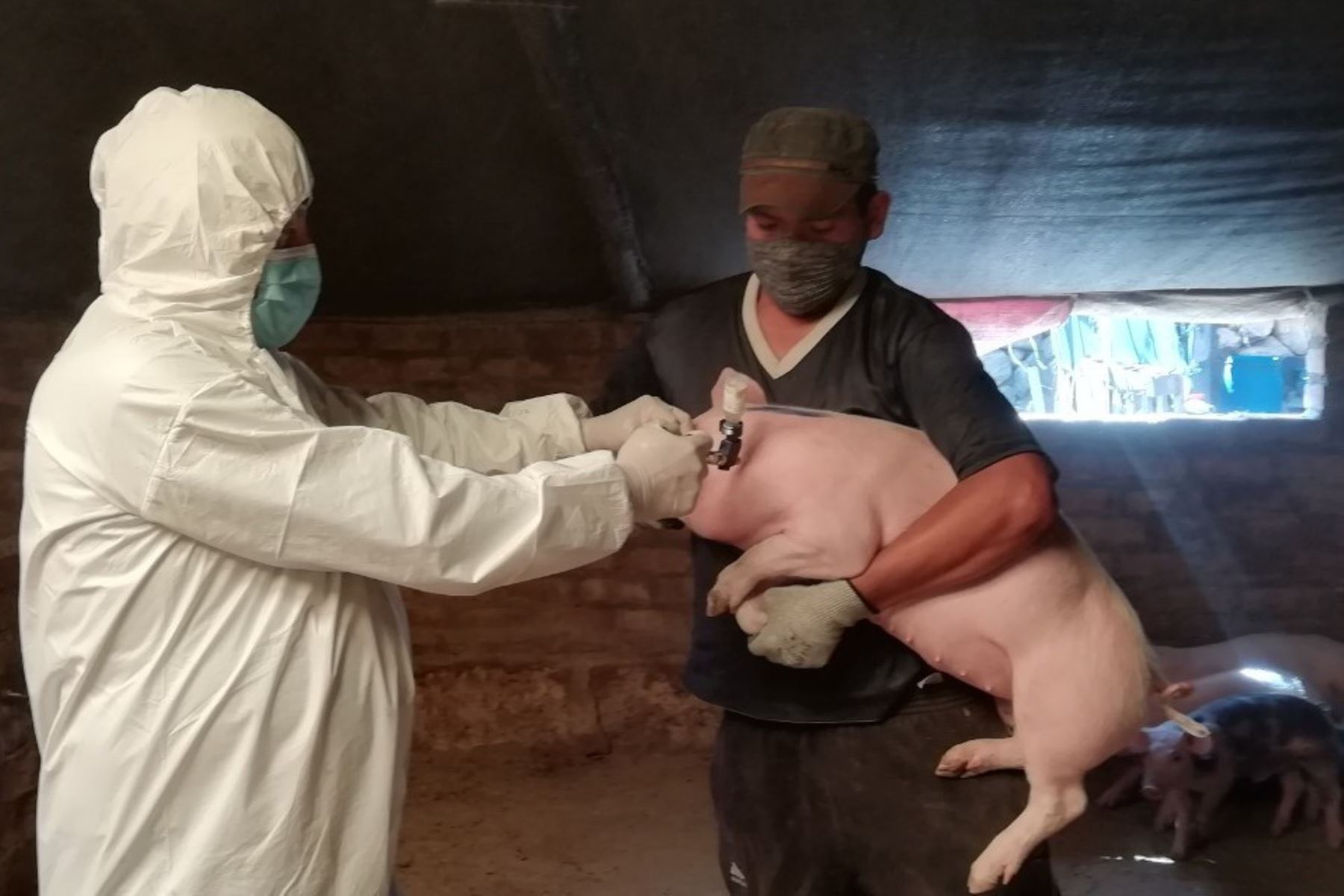 Técnicos del Senasa vacunan al ganado de la región Arequipa contra la peste porcina clásica. ANDINA/Difusión