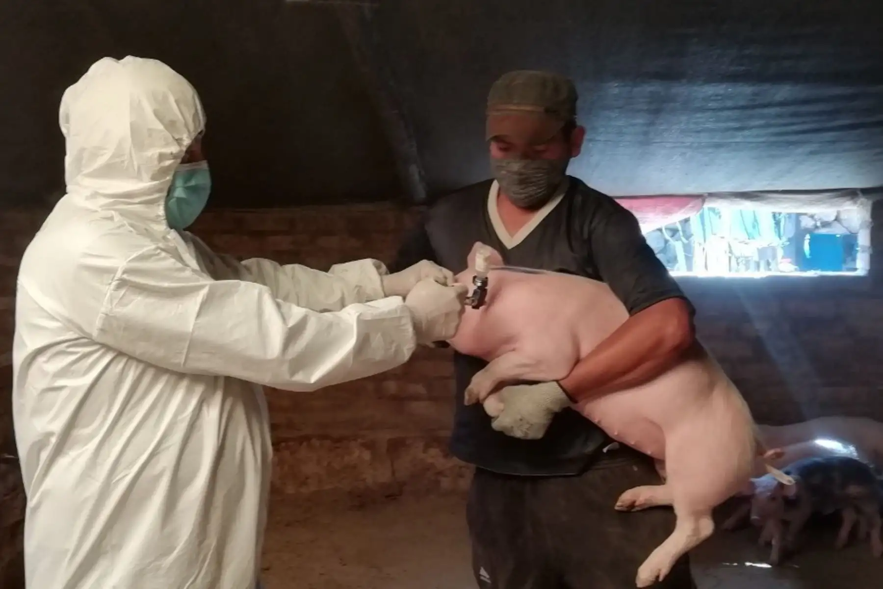 Técnicos del Senasa vacunan al ganado de la región Arequipa contra la peste porcina clásica. ANDINA/Difusión