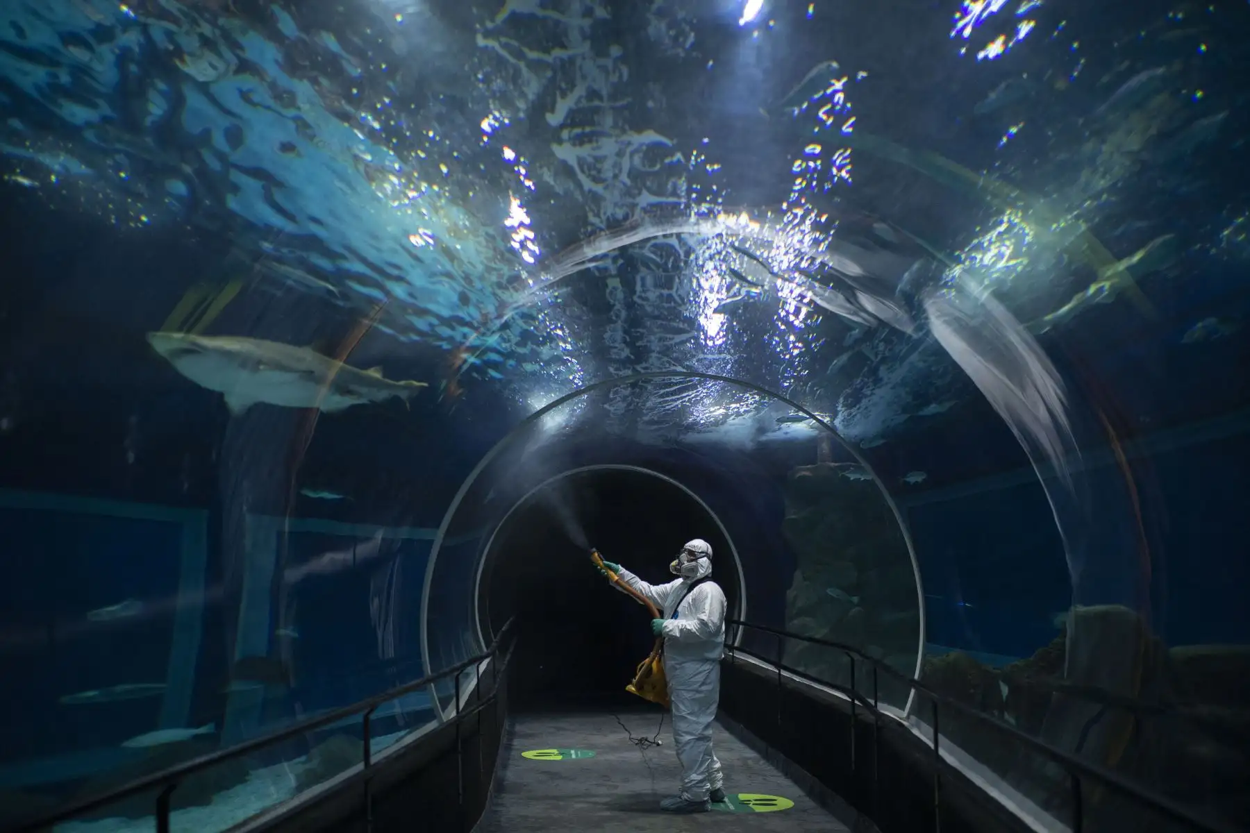 Un trabajador desinfecta el túnel del Acuario de Río de Janeiro (AquaRio) en vísperas de la reapertura del atractivo turístico. Foto: AFP