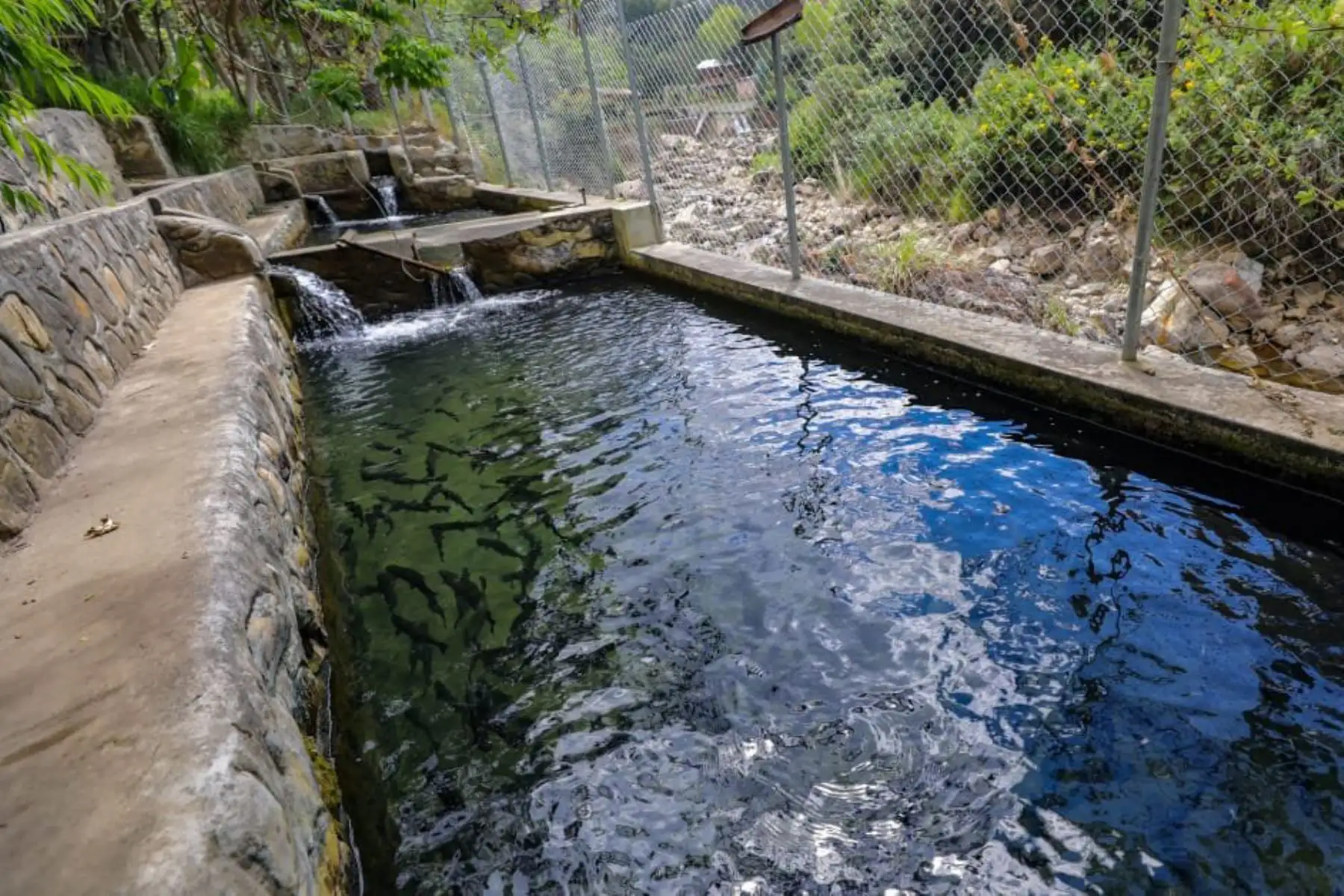 También visitó la piscigranja "El Paraíso", en el distrito de Namora, espacio con mucho potencial para el desarrollo de la acuicultura local. Foto: @Jose_SalardiR
