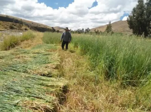 La Libertad: campaña de siembra de pastos y forraje mejorará producción ganadera rural. Foto: Agro Rural/Minagri