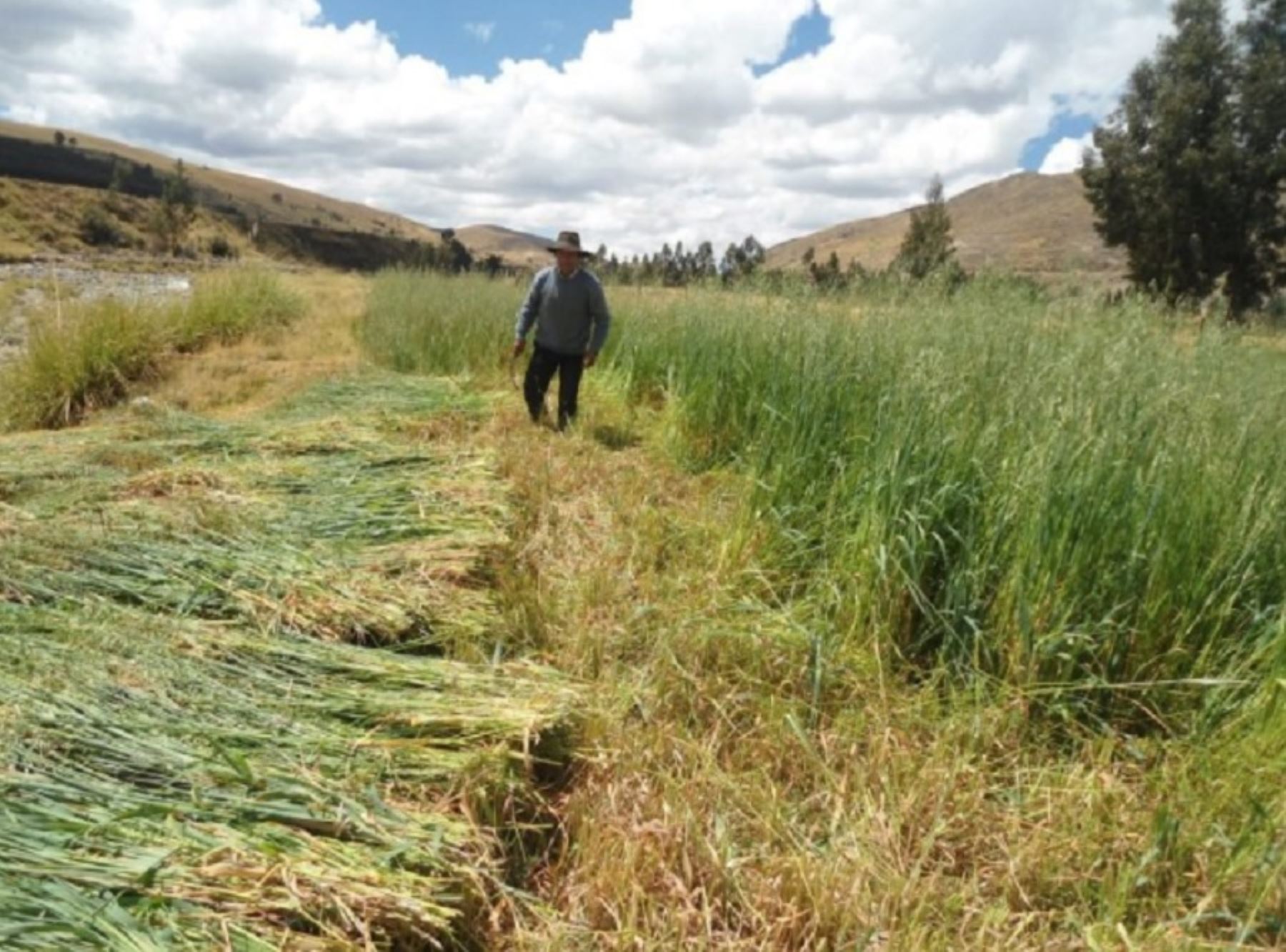 La Libertad: campaña de siembra de pastos y forraje mejorará producción ganadera rural. Foto: Agro Rural/Minagri
