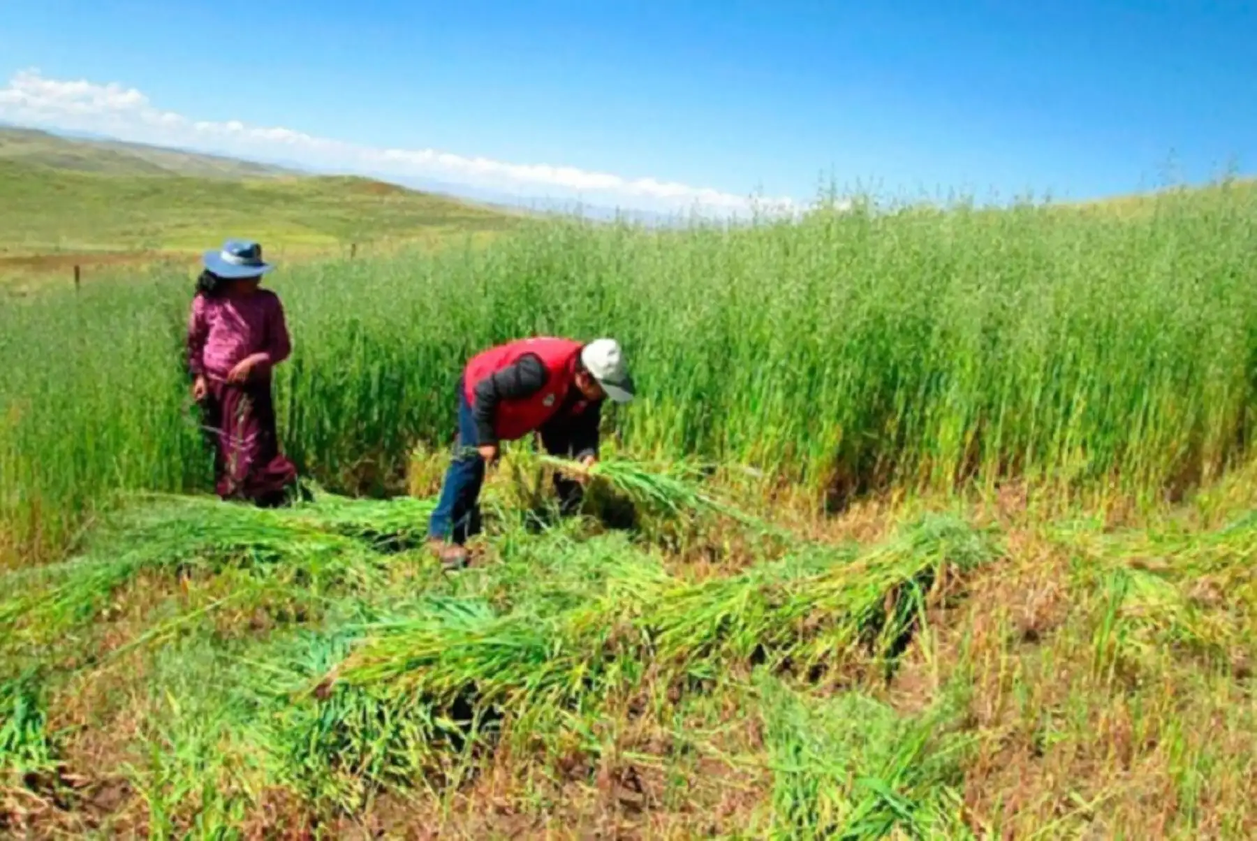 La campaña de siembra de pastos y forrajes de Agro Rural es una actividad que se ejecuta todos los años a escala nacional. Foto: ANDINA/Difusión