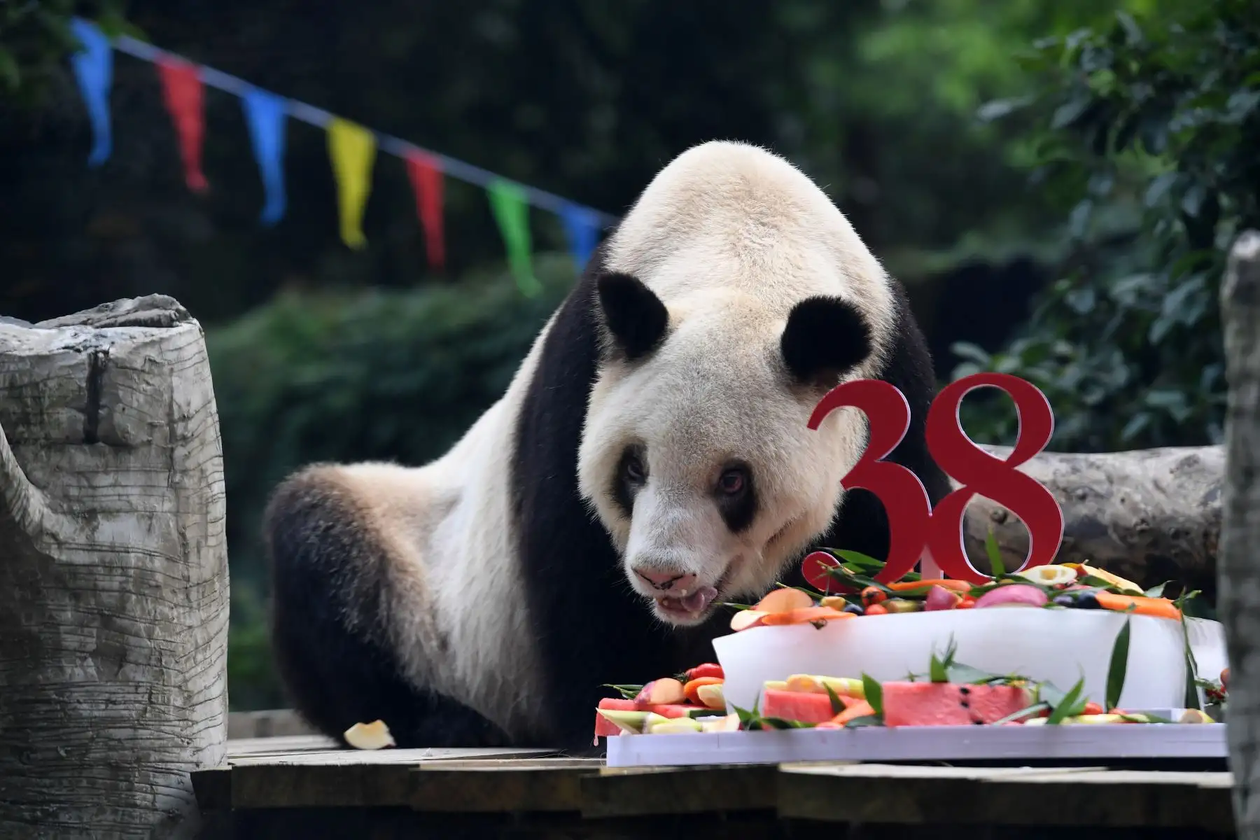 Xinxing es el ejemplar de panda gigante cautivo más longevo del mundo, y su edad equivale a más de 110 años en los seres humanos. Nació en un ambiente silvestre en 1982, en el distrito de Baoxing de la provincia de Sichuan
Foto: Xinhua