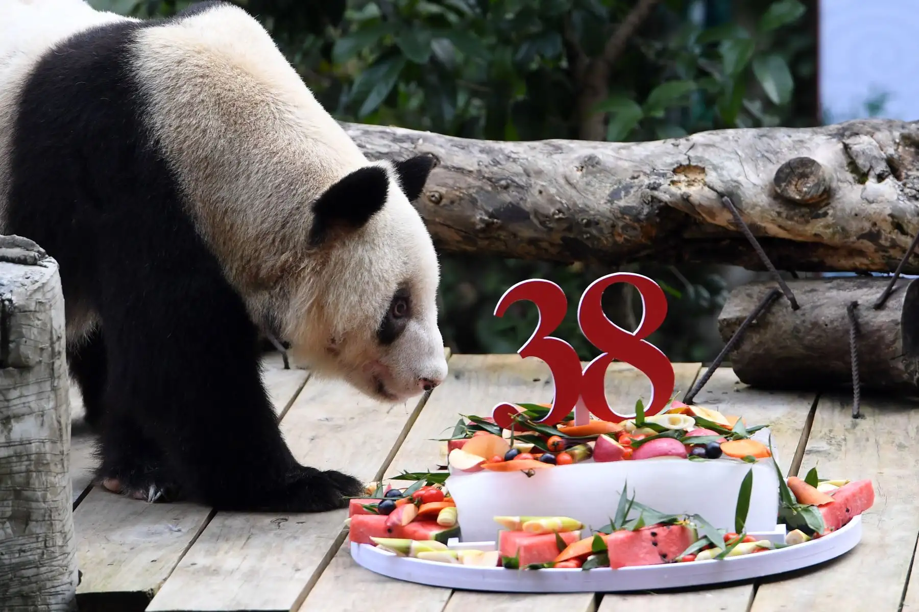 La panda gigante Xinxing,  la "abuelita panda", cumplió el domingo 38 años, lo que equivale a entre 110 y 150 años humanos. 
Foto: Xinhua