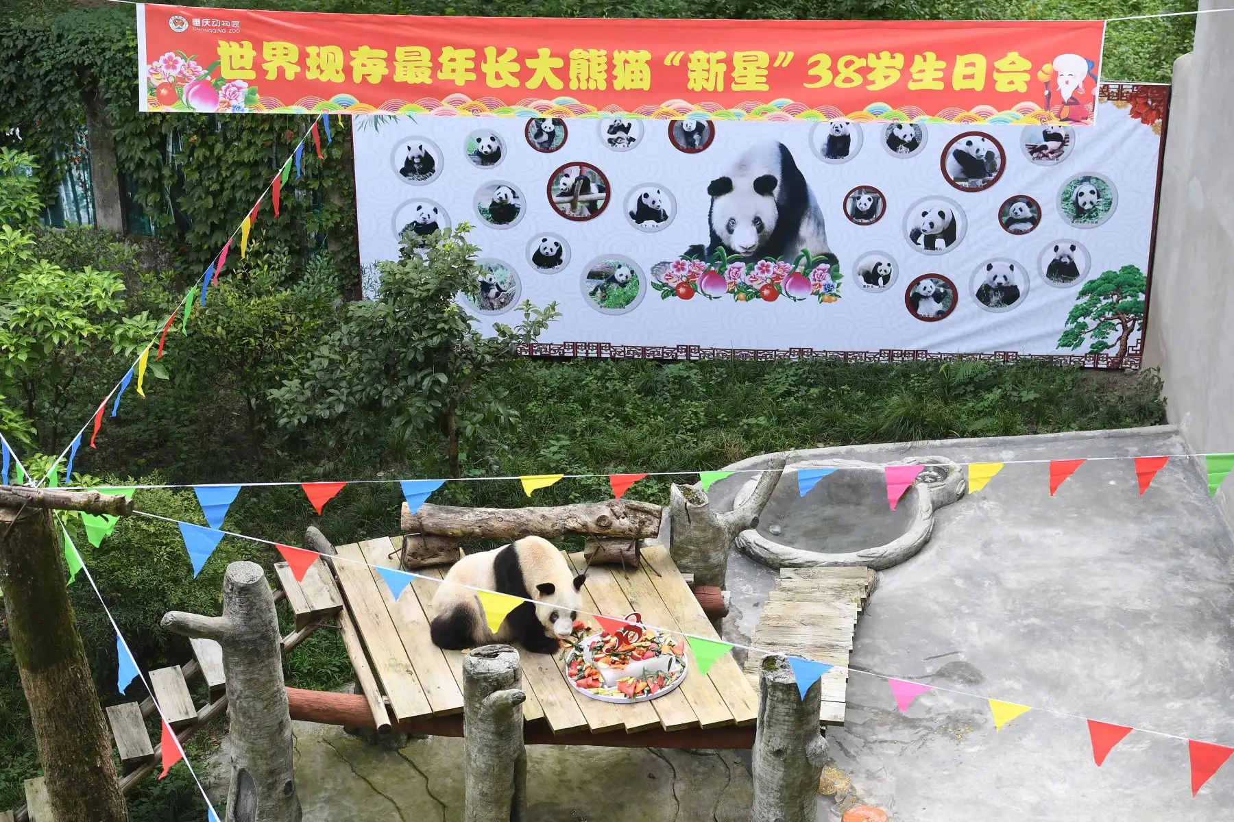 Un pastel de cumpleaños cubierto brotes de bambú, zanahorias y sandías, fue el regalo ideal para el longevo panda que cumplió 38 años.
Foto: Xinhua