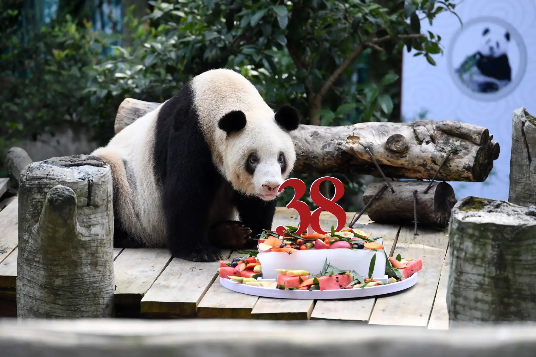 La panda Xinxing, cuando apenas tenía un año, fue llevada al Zoológico de Chongqing, y es la matriarca de una enorme familia que para el final del año pasado tenía 153 miembros.
Foto: Xinhua