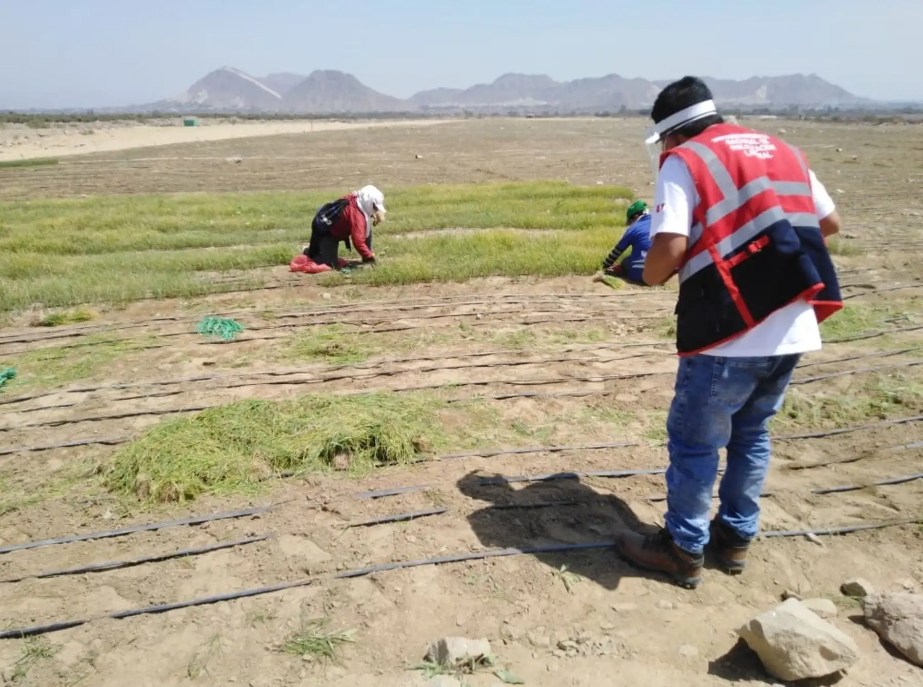 Inspectores de Sunafil supervisan a 47 empresas agroindustriales en la región La Libertad cumplimiento de normas laborales. ANDINA/Difusión