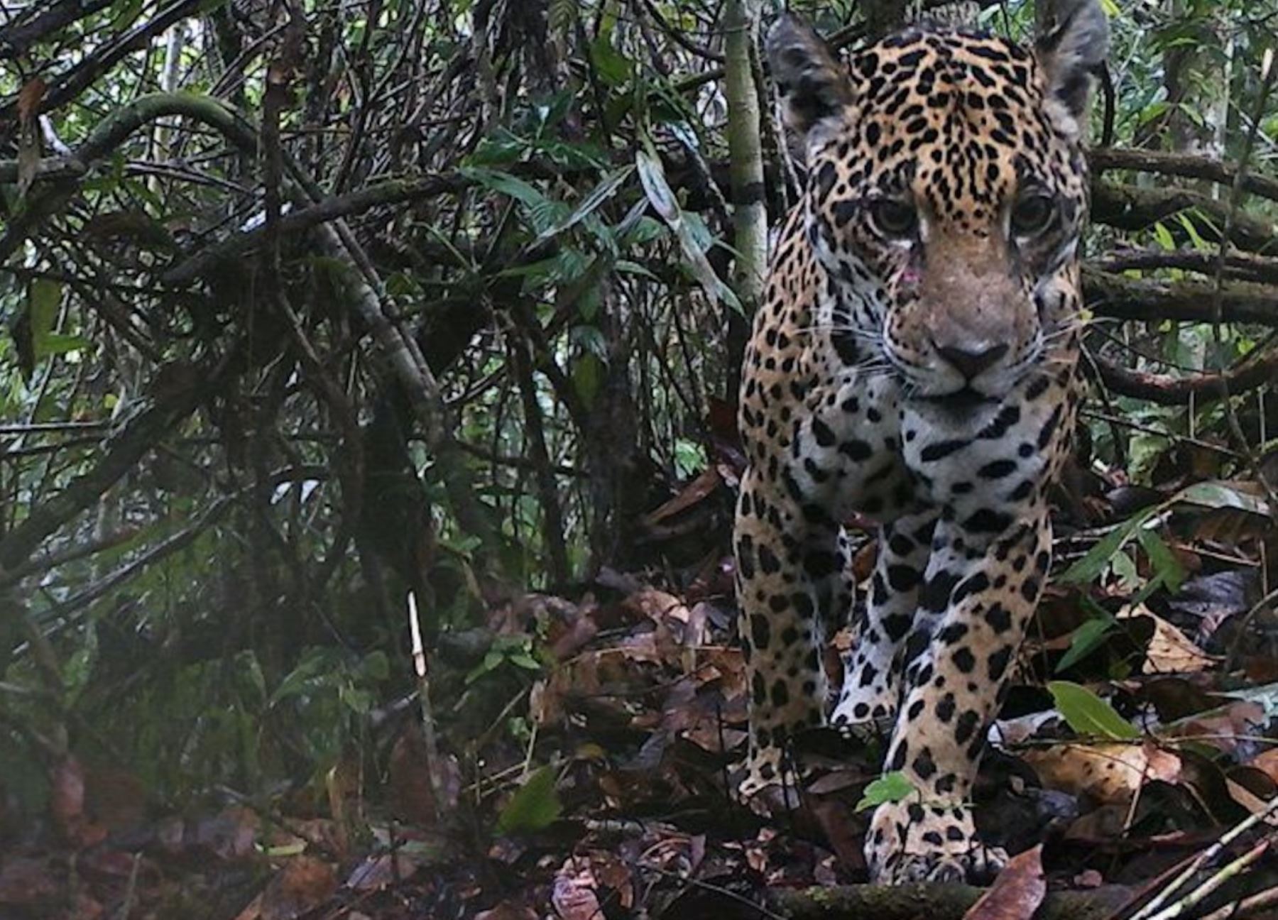 El jaguar es una de las especies emblemáticas de la Amazoníaa peruana. Uno de sus hábitats naturales es la selva de en Cusco