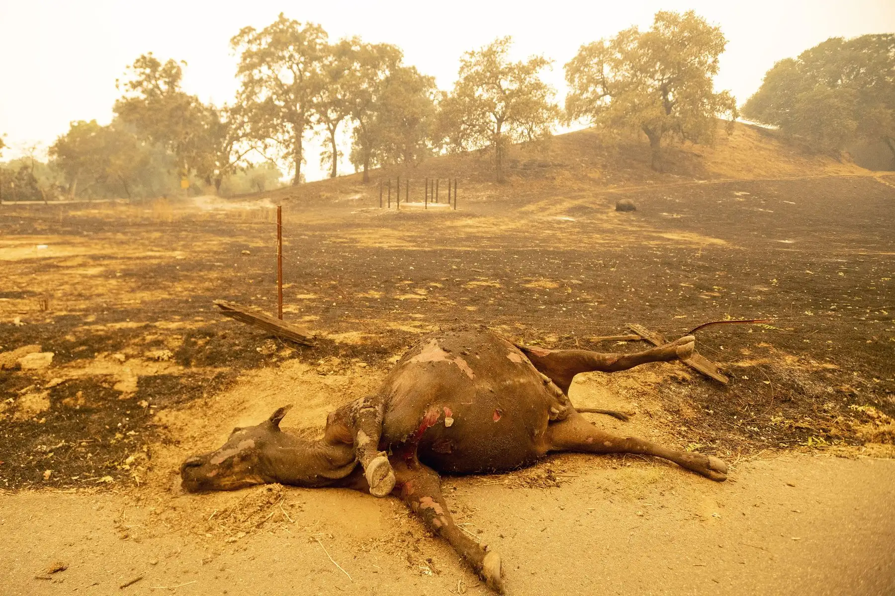 Una vaca muerta yace a lo largo de un campo humeante en Vacaville, California, durante el incendio del Complejo Relámpago LNU en California.
Foto: AFP
