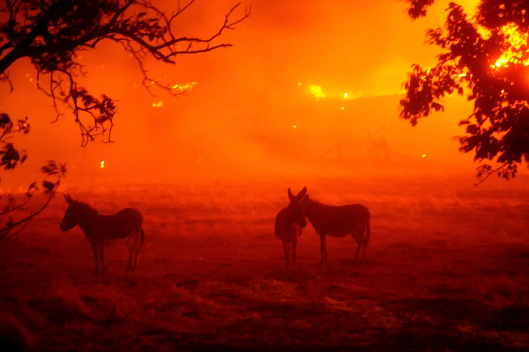 Se ve a los burros mientras los bomberos intentan extinguir el incendio de Hennessey cerca de Vacaville, California, EE. UU.
Foto: EFE