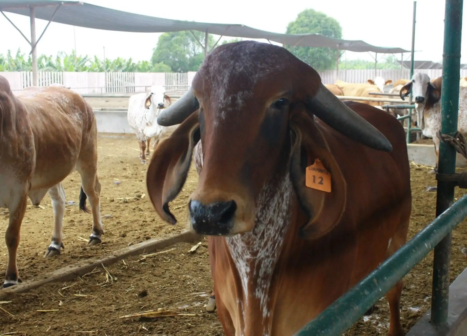 La carne del ganado vacuno de Amazonas mejoró su calidad gracias a un proyecto desarrollado por el INIA. Ahora los productores obtienen más ingresos económicos. ANDINA/Difusión