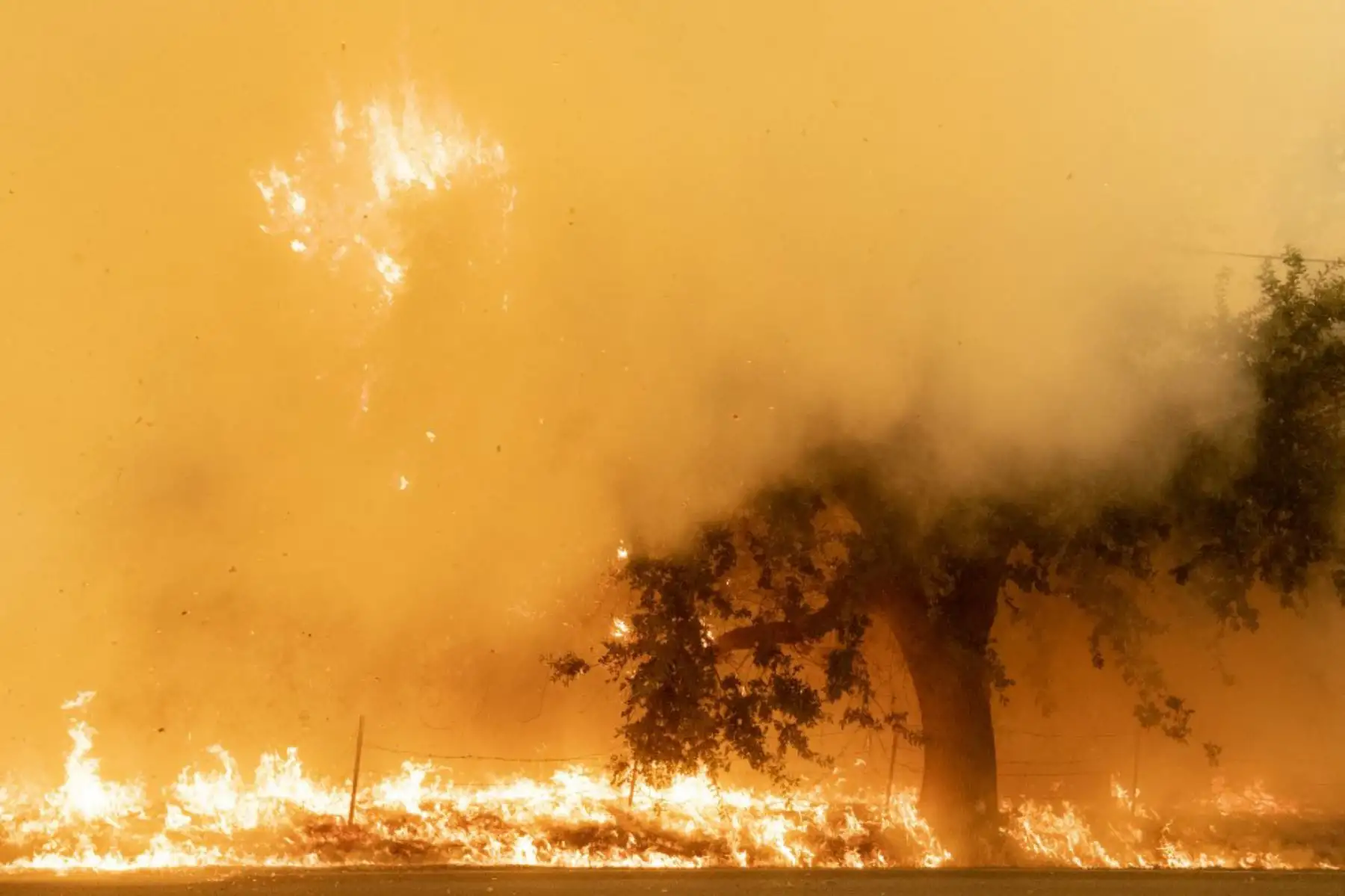 Las llamas del incendio del Complejo Relámpago LNU corren a través de un campo en Winters, Californi. Miles de personas huyeron de sus hogares en el norte de California mientras cientos de incendios forestales de rápido movimiento se extendían por la región, quemando casas y liderando a la muerte de un piloto de helicóptero.

Foto: AFP