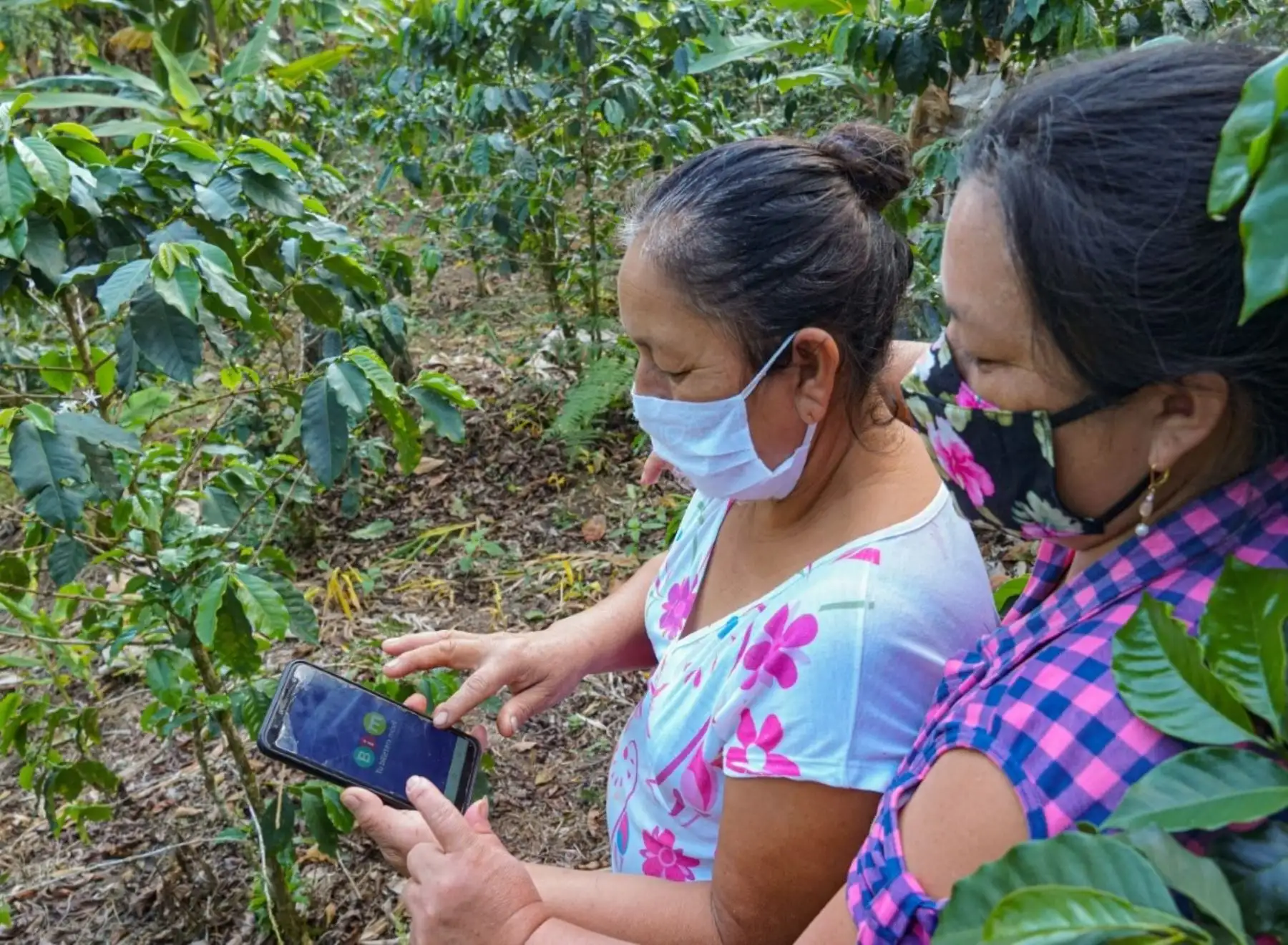 Aplicación móvil facilitará inclusión financiera de productores cafetaleros de la región Huánuco. ANDINA/Difusión