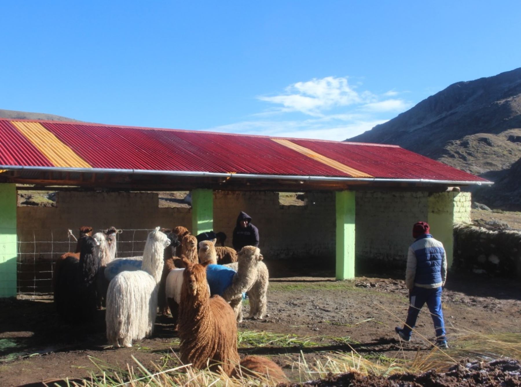 Inician construcción de cobertizos y fitotoldos en Pasco para proteger al ganado del impacto de las bajas temperaturas. ANDINA/Difusión