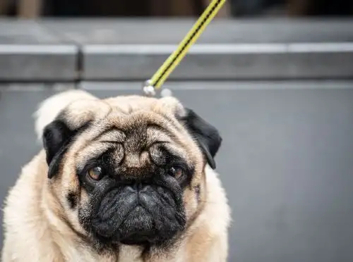 "Las mascotas no son juguetes de peluche, se deben considerar sus necesidades", dijo Klöckner, y agregó que las mascotas deben hacer suficiente ejercicio y no quedarse solas por mucho tiempo. Foto: AFP.