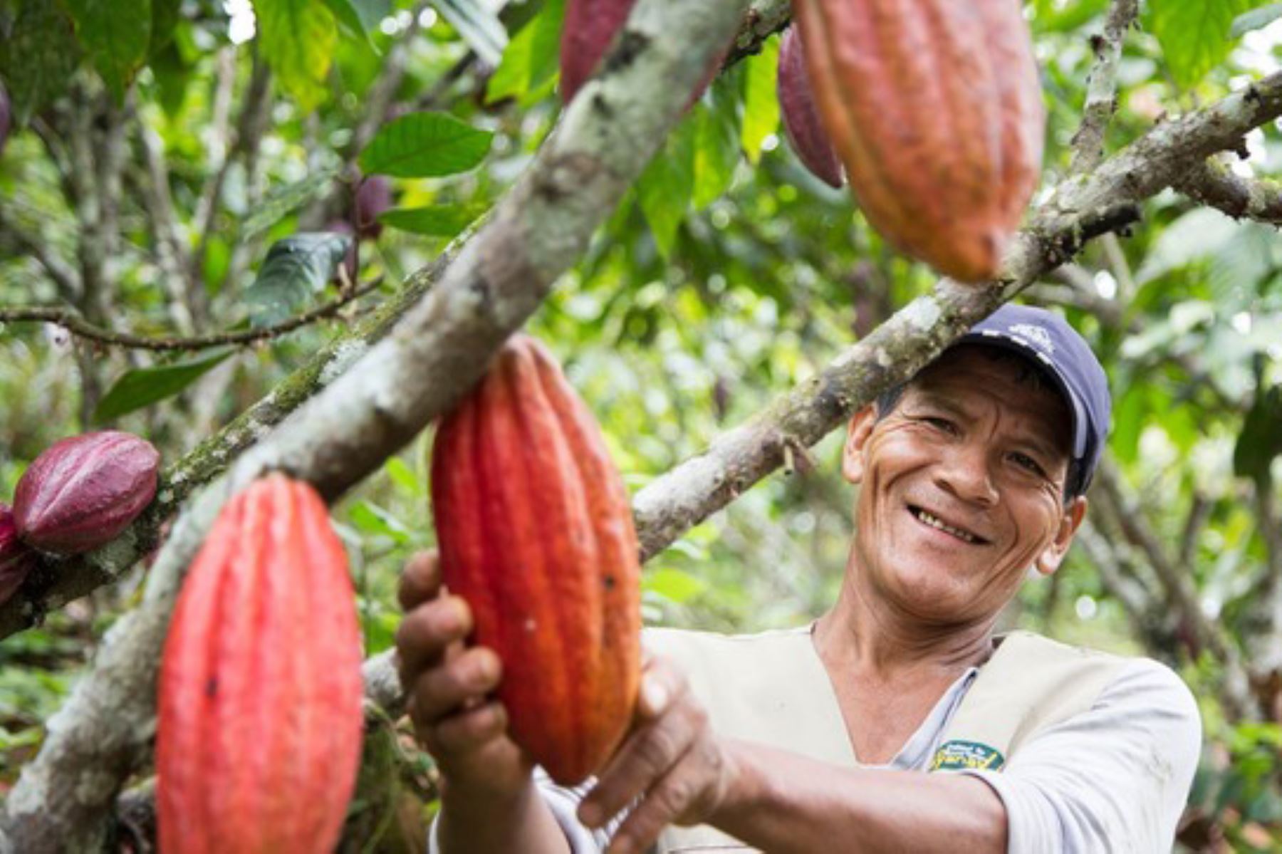 El Sernanp promovió acciones que permitieron el aumento del 30 % en la venta del cacao en beneficio de las asociaciones. Foto: ANDINA/Difusión
