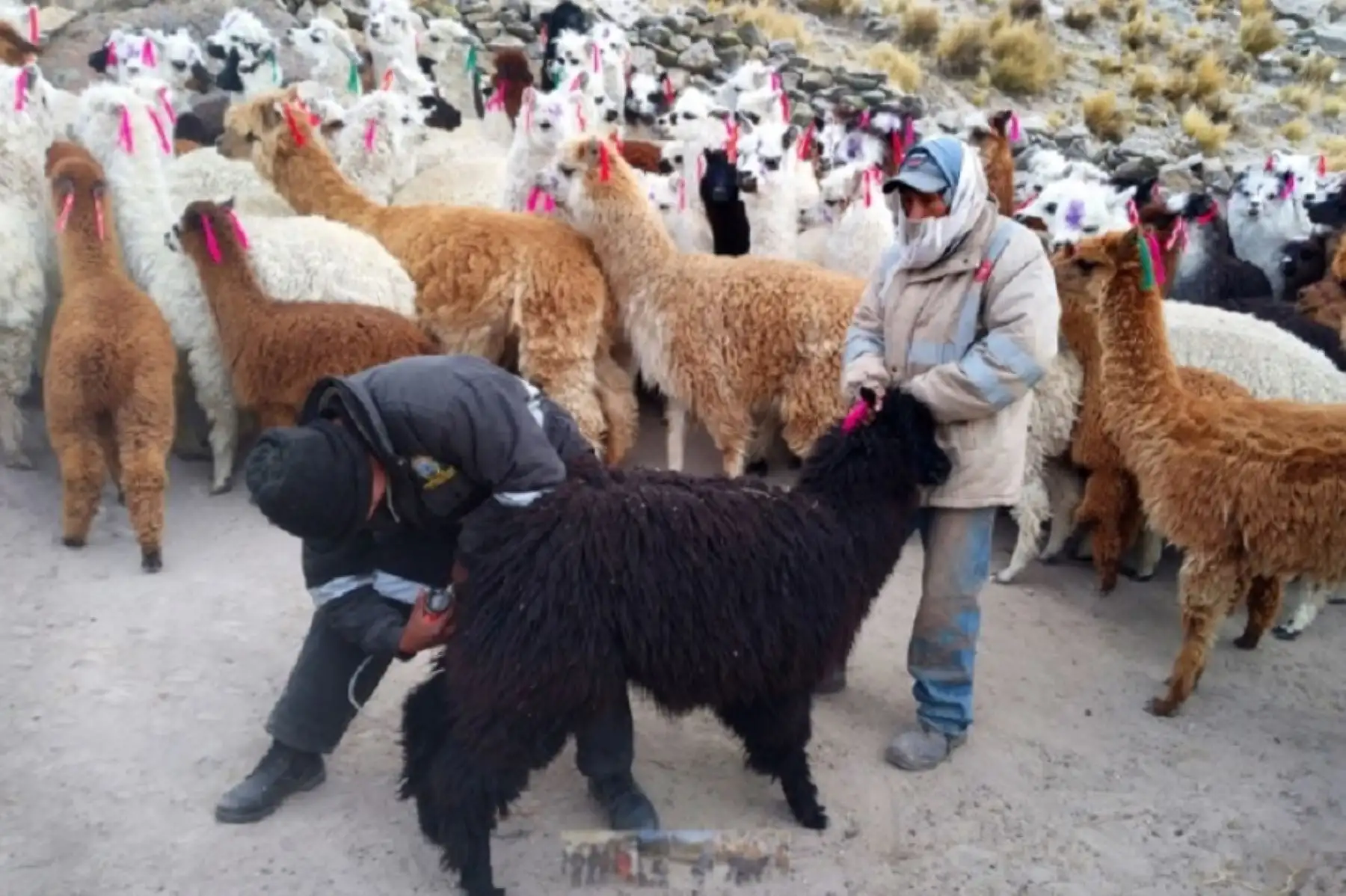 Para proteger el ganado camélido ante el descenso de la temperatura en las comunidades altoandinas de Ayacucho, el Programa Nacional PAIS del Ministerio de Desarrollo e Inclusión Social (Midis), entregó kits veterinarios y medicamentos del programa Agro Rural para el cuidado de más de 1,800 cabezas de alpaca, en las provincias de Parinacochas y Lucanas.