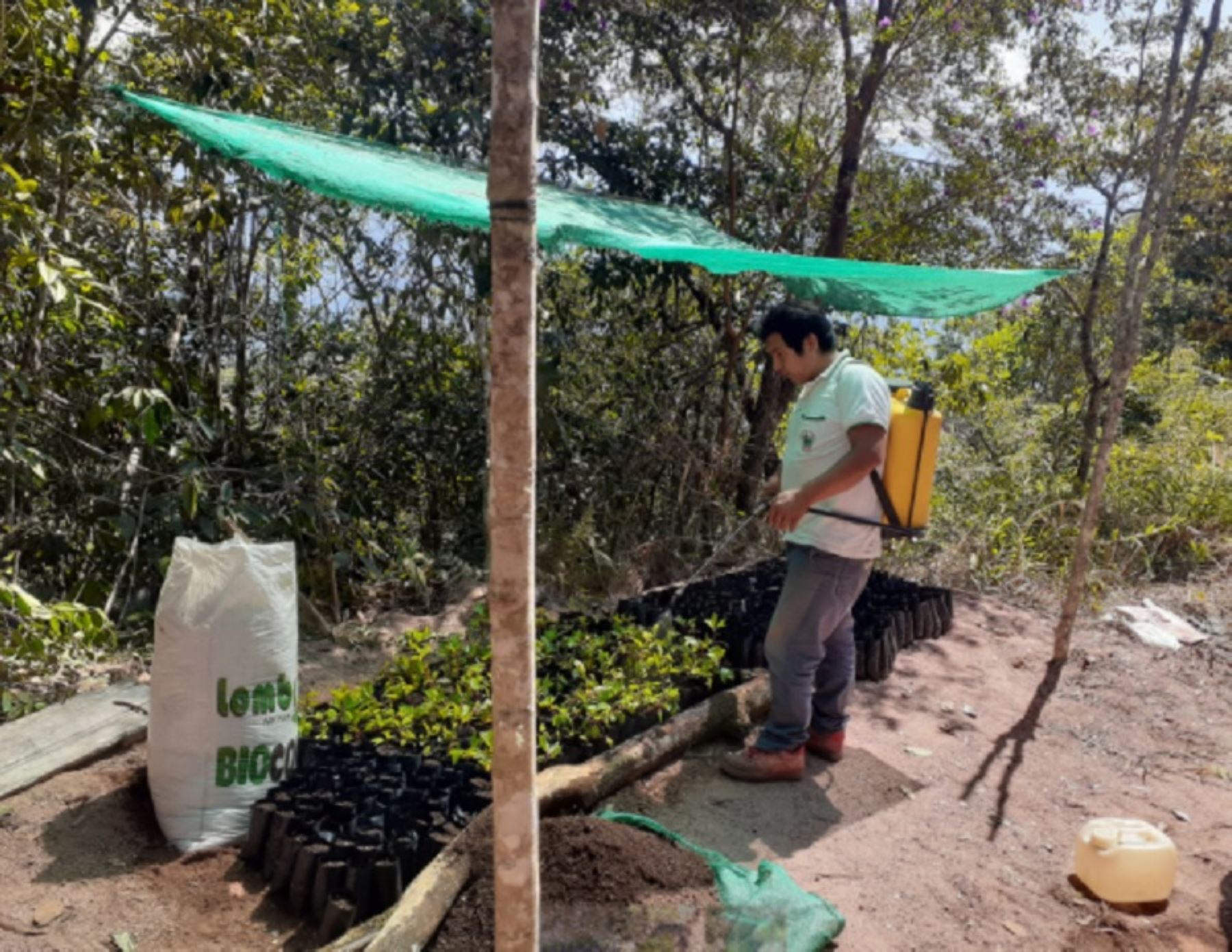 El Ministerio de Agricultura y Riego (Minagri), a través de Agro Rural, puso en marcha en el departamento de Junín la primera fase del Plan de Repoblamiento del Árbol de la Quina, con acciones de identificación de los árboles semilleros y producción de viveros institucionales. Foto: Agro Rural/Minagri