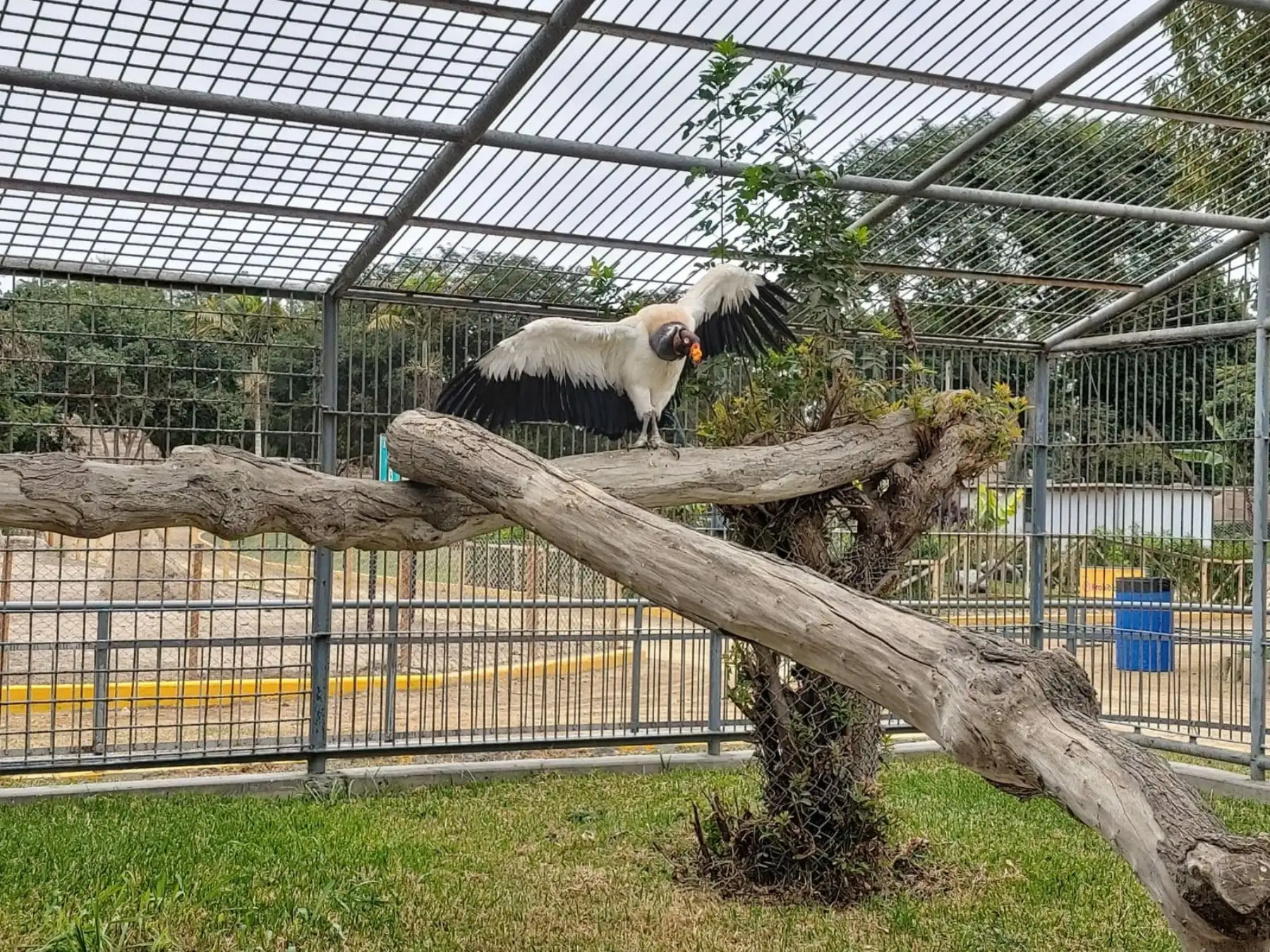 Los controles sanitarios permiten conocer el estado de salud de los 1,300 animales que hay en el parque. Foto: Parque de las Leyendas