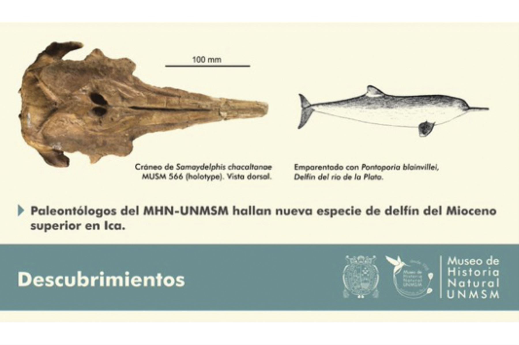 El nombre de la nueva especie, Samaydelphis chacaltanae, es un homenaje al Ing. Geo. CesarChacaltana por su contribución a la paleontología en el Perú. Foto: Cortesía