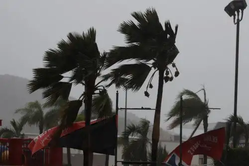 Palmeras evidencian la velocidad del viento debido al paso de la tormenta Marco hoy. Foto: EFE