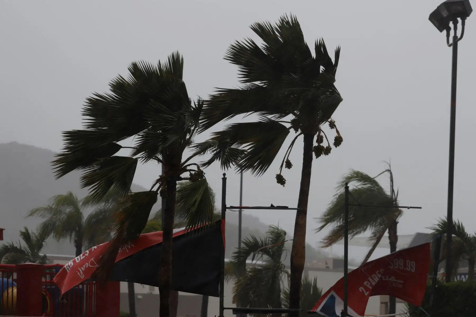 Palmeras evidencian la velocidad del viento debido al paso de la tormenta Marco hoy. Foto: EFE
